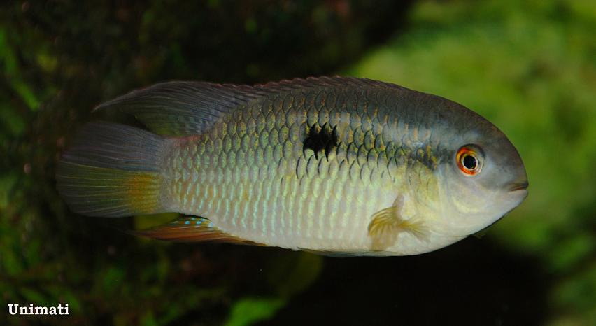 Laetacara fulvipinnis