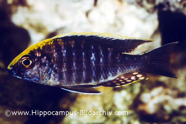 Aulonocara maylandi
