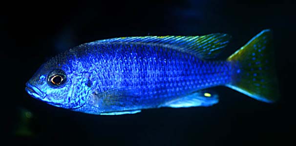 Pseudotropheus sp. 'acei'