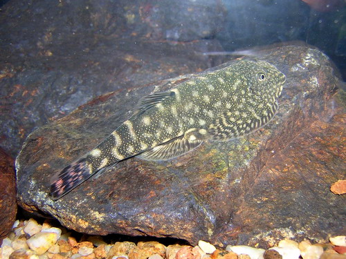 Gastromyzon sp. 'SK01'