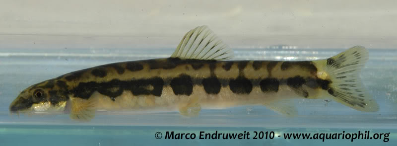 Schistura kloetzliae
