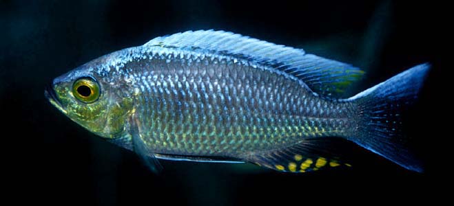 Copadichromis ilesi