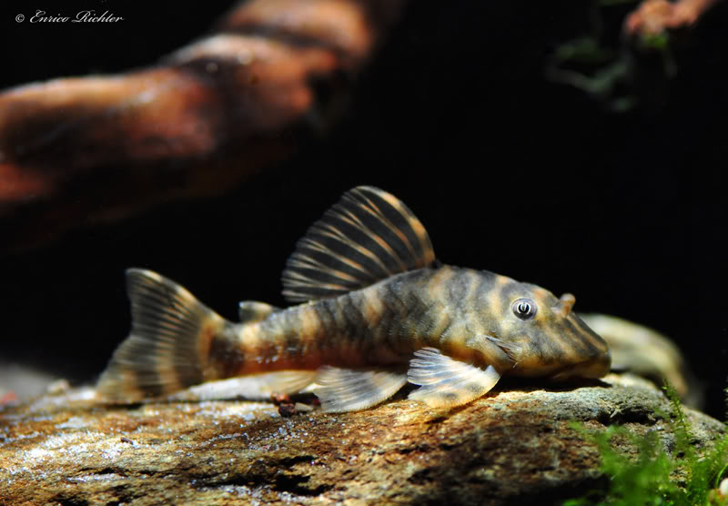 Peckoltia sp.
