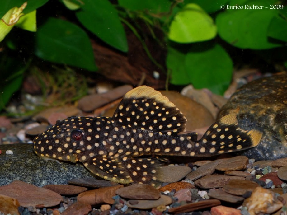 Baryancistrus xanthellus