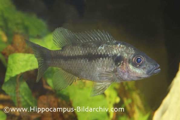 Stomatepia pindu