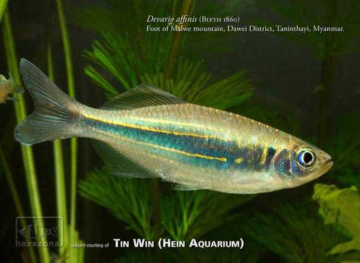Devario affinis