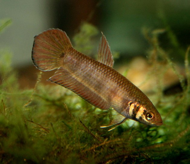 Betta mandor