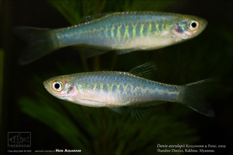 Danio aesculapii