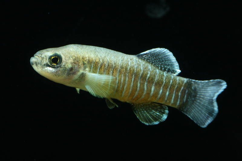 Esmaeilius arakensis