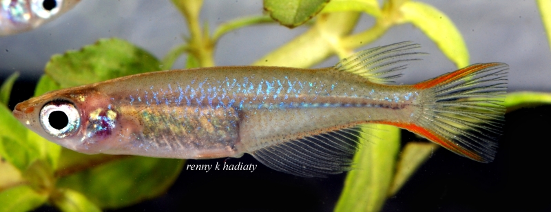 Oryzias asinua