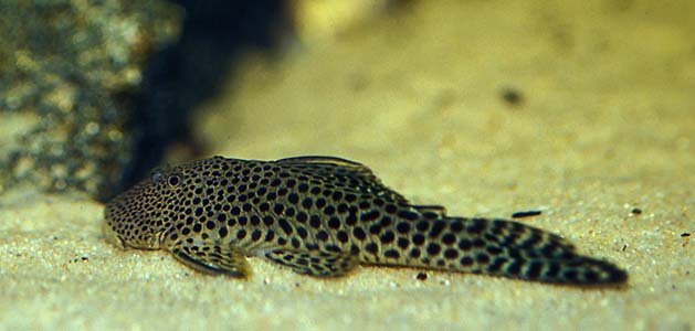 Chaetostoma sp.