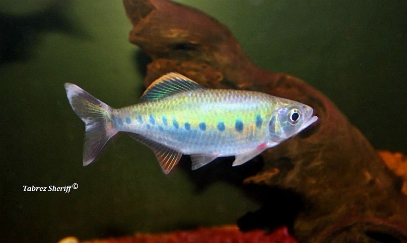 Barilius malabaricus