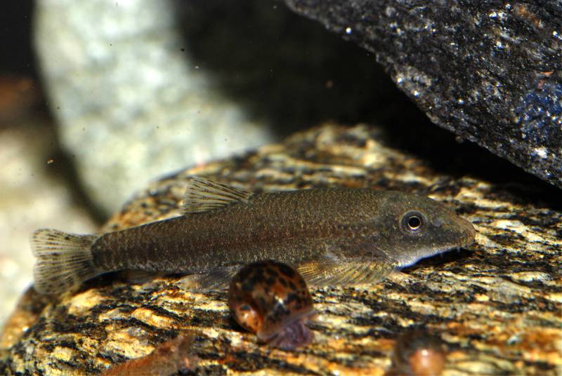 Erromyzon sp. 'ER01'