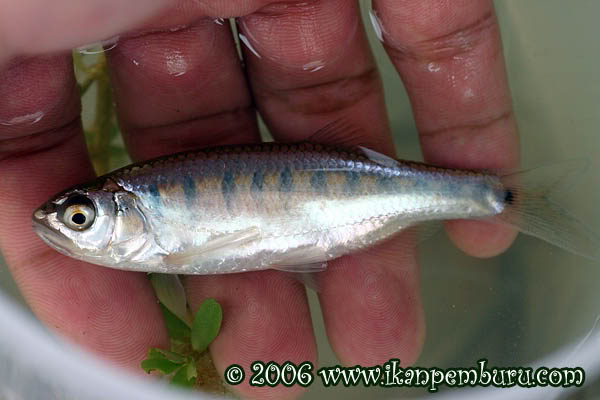 Opsarius caudiocellatus