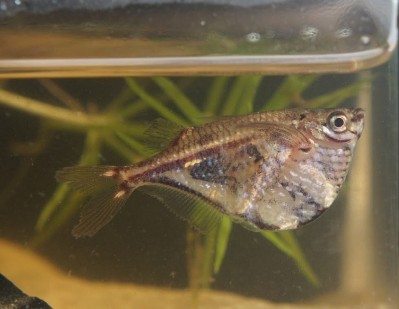 飞脂鲤