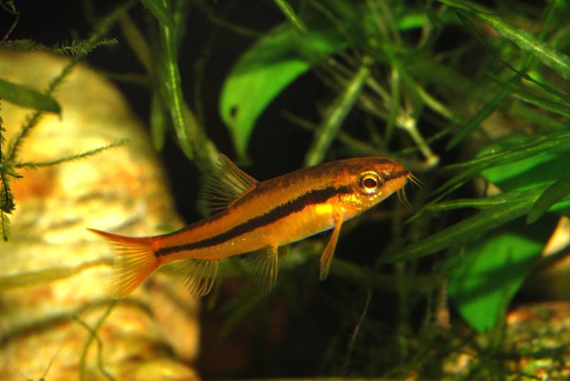 Physoschistura mango