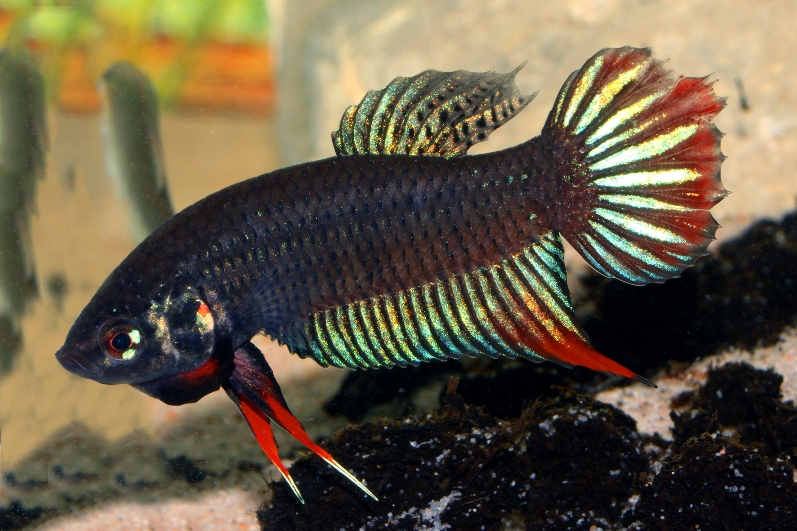 Betta siamorientalis