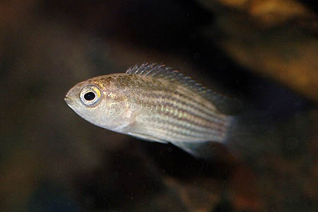 Nannacara taenia