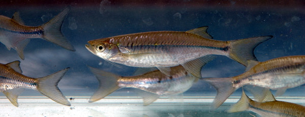 Nematabramis borneensis