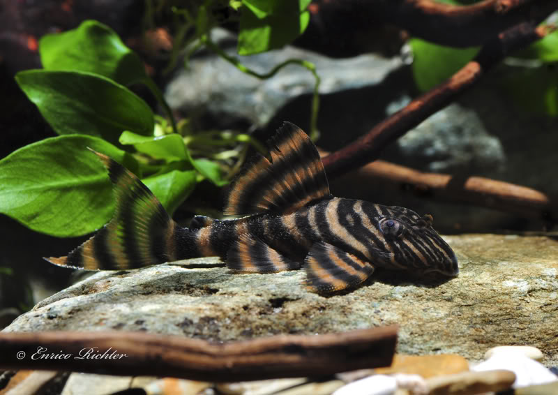 Panaqolus sp.