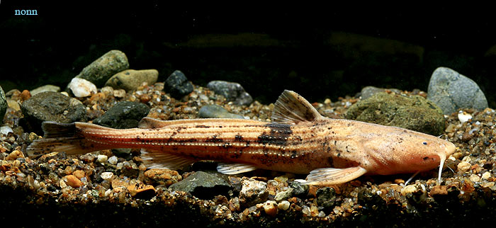 Acrochordonichthys septentrionalis