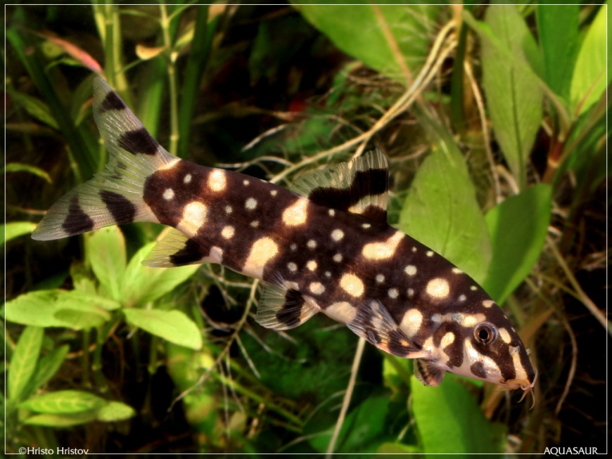 Botia kubotai