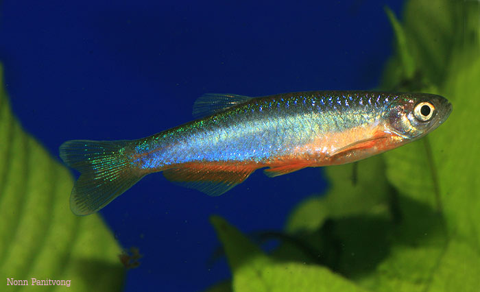 Danio roseus