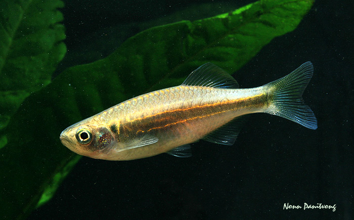 Devario acrostomus
