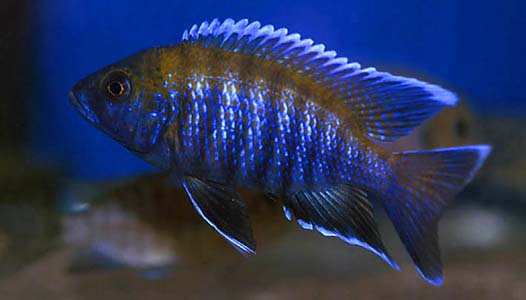 Aulonocara sp. 'walteri'