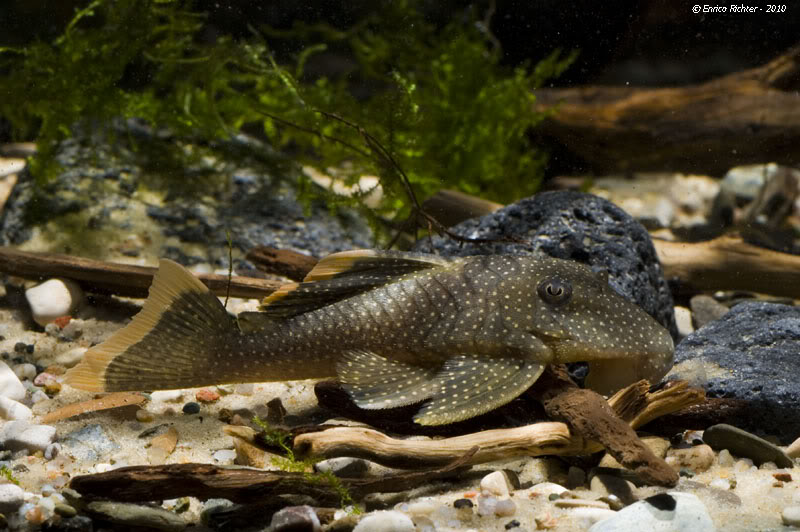 Baryancistrus sp. cf. xanthellus