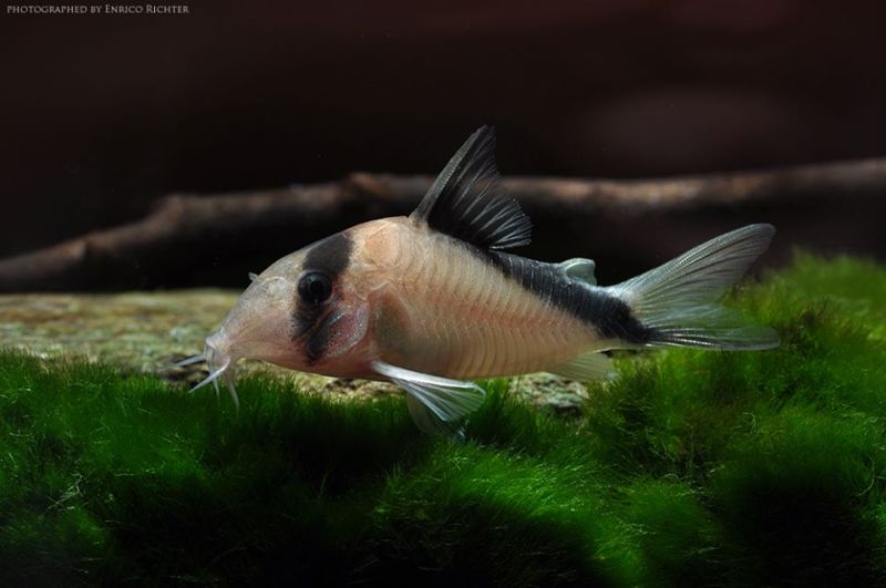 Hoplisoma davidsandsi