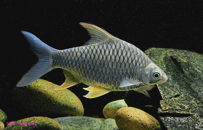 Hypsibarbus lagleri