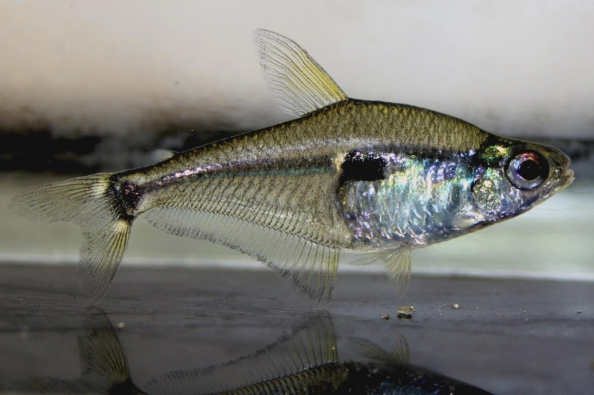 Phenacogaster tegatus