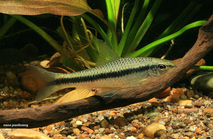 Crossocheilus atrilimes