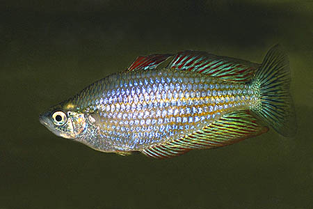 Melanotaenia splendida splendida