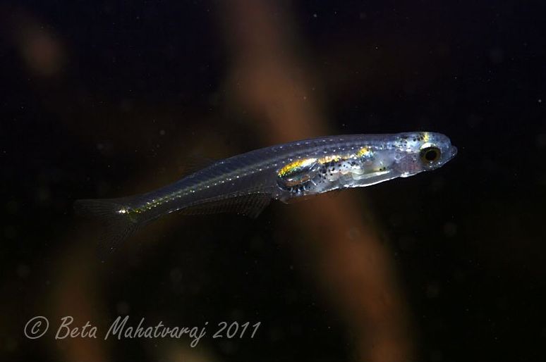 Danionella priapus