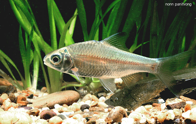 Mystacoleucus ectypus