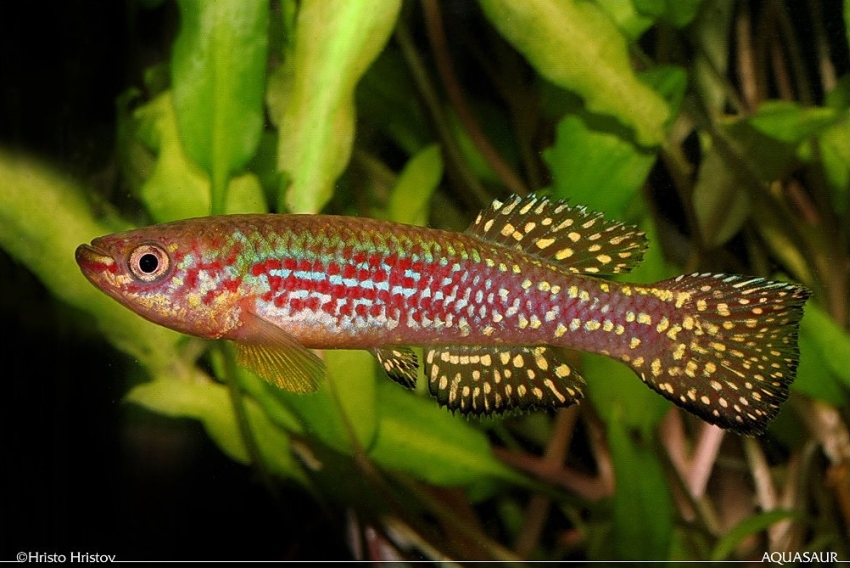 Fundulopanchax gresensi