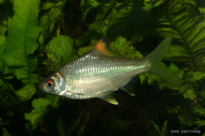 Mystacoleucus argenteus