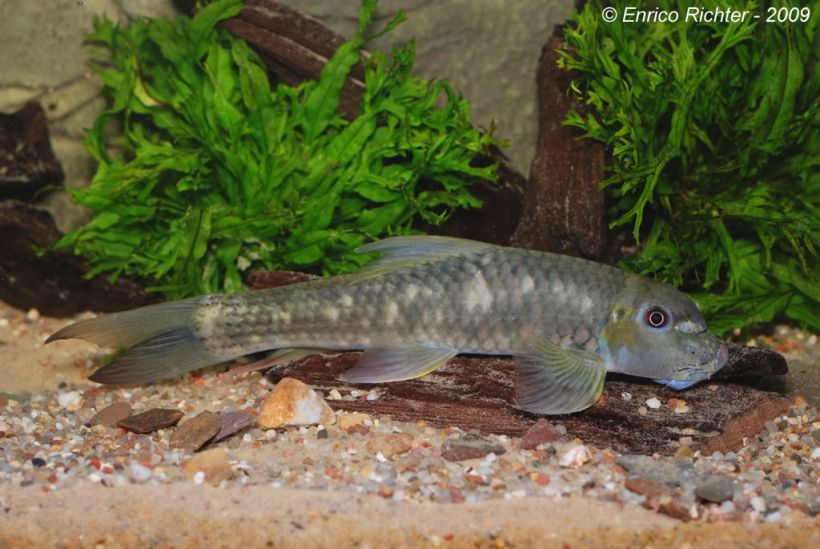 Garra salweenica