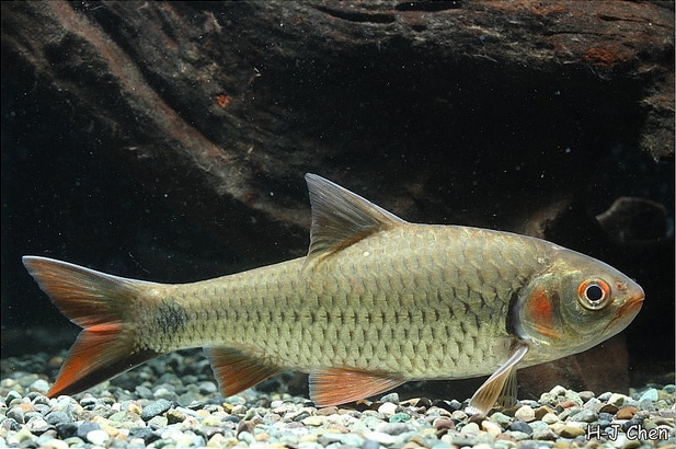 Systomus orphoides