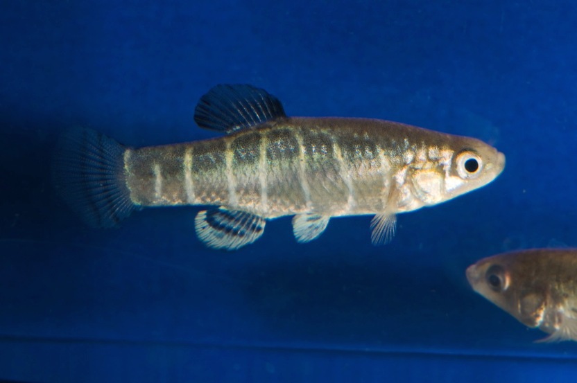 Anatolichthys danfordii