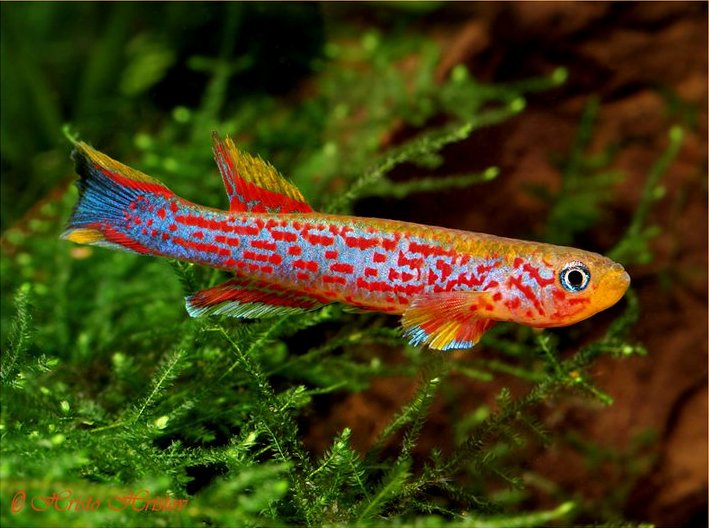 Aphyosemion hanneloreae