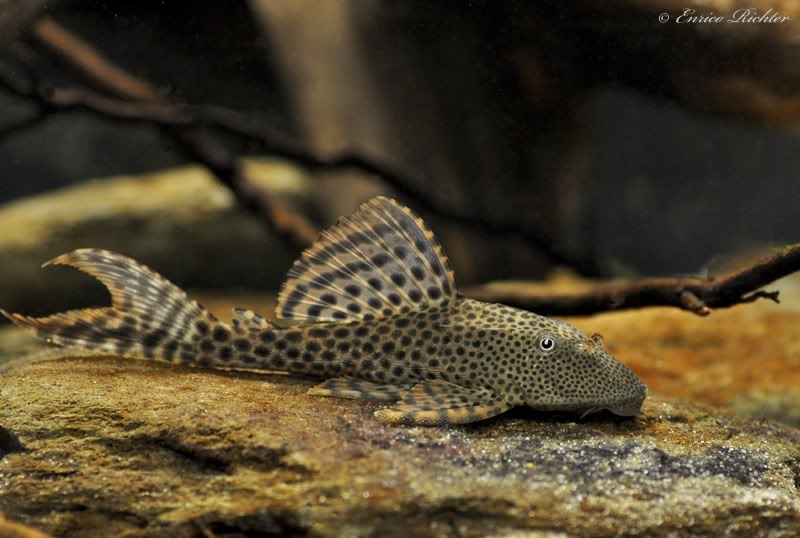 Hypostomus sp.