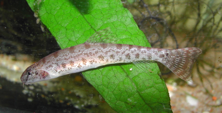 Lepidocephalichthys goalparensis