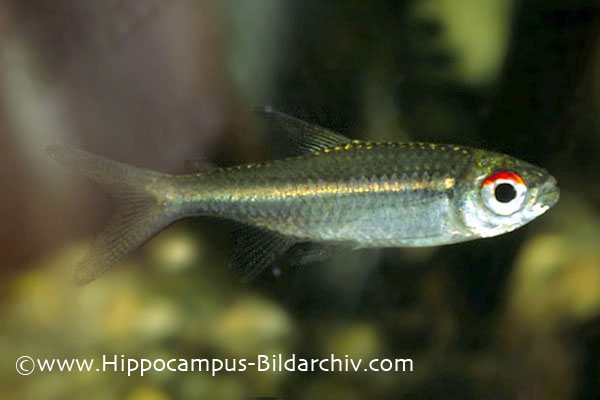 Hemigrammus belottii