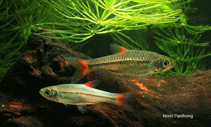 Rasbora rubrodorsalis