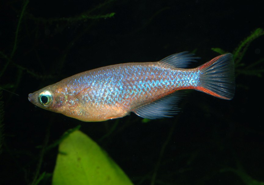 Oryzias wolasi
