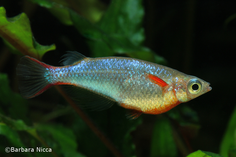 Oryzias woworae