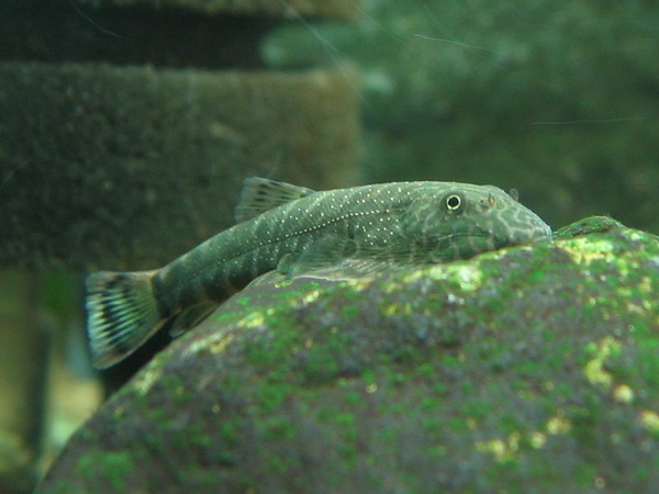 Gastromyzon sp. 'SK03'
